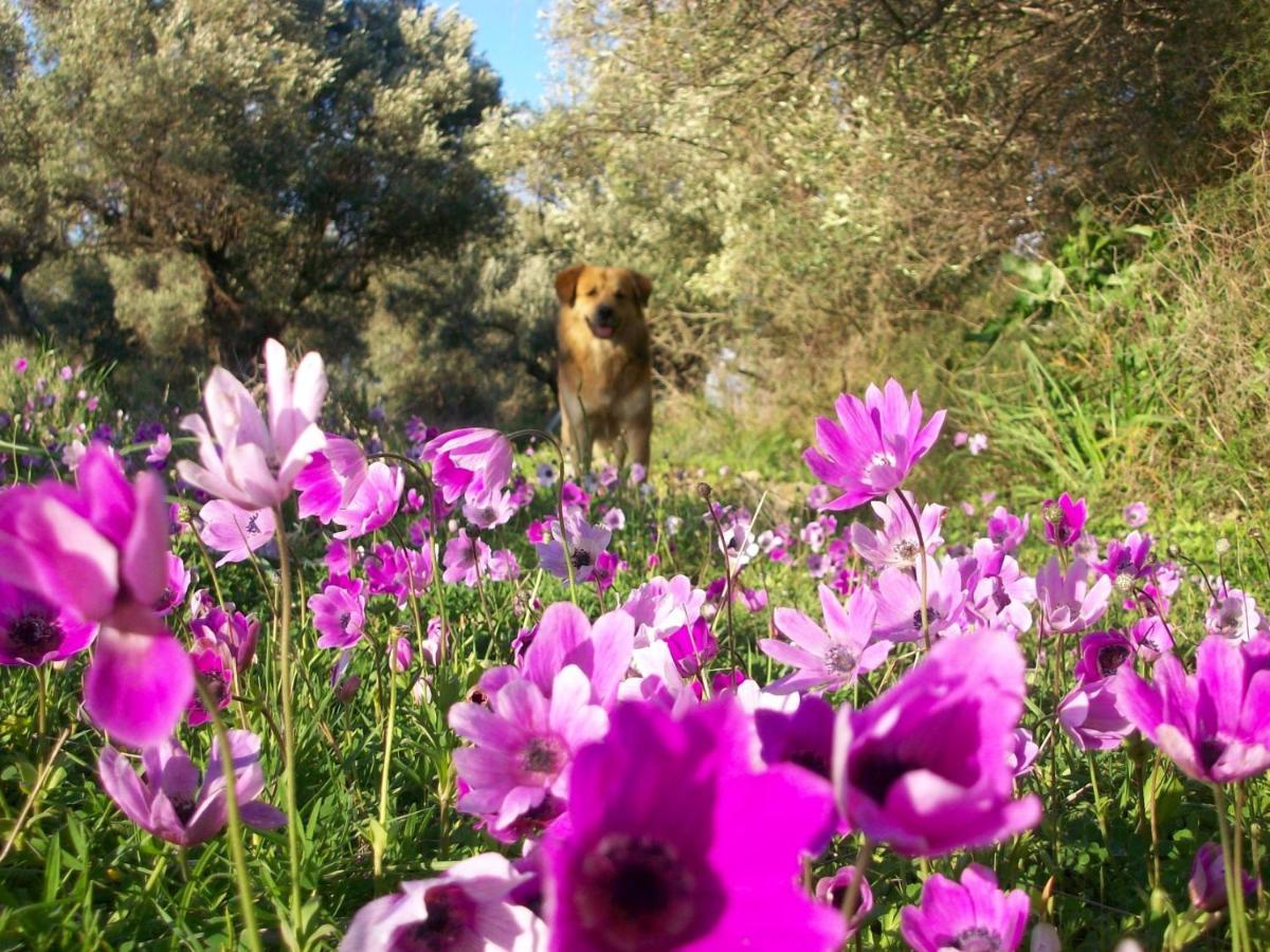 Costasfarmhouse, Pallini, Near Athens Airport Διαμέρισμα Εξωτερικό φωτογραφία