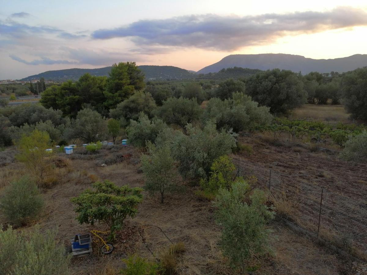 Costasfarmhouse, Pallini, Near Athens Airport Διαμέρισμα Εξωτερικό φωτογραφία