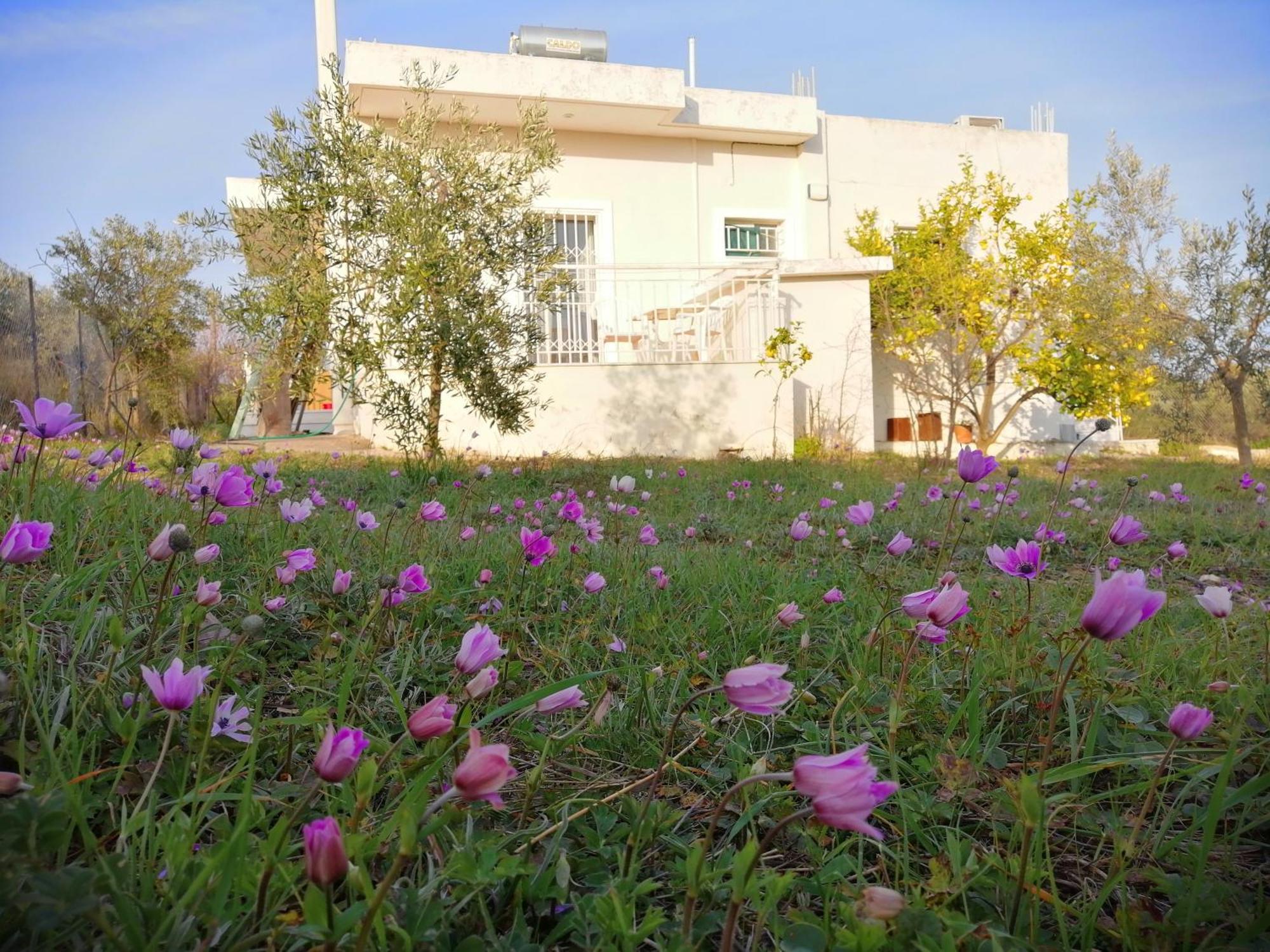 Costasfarmhouse, Pallini, Near Athens Airport Διαμέρισμα Εξωτερικό φωτογραφία
