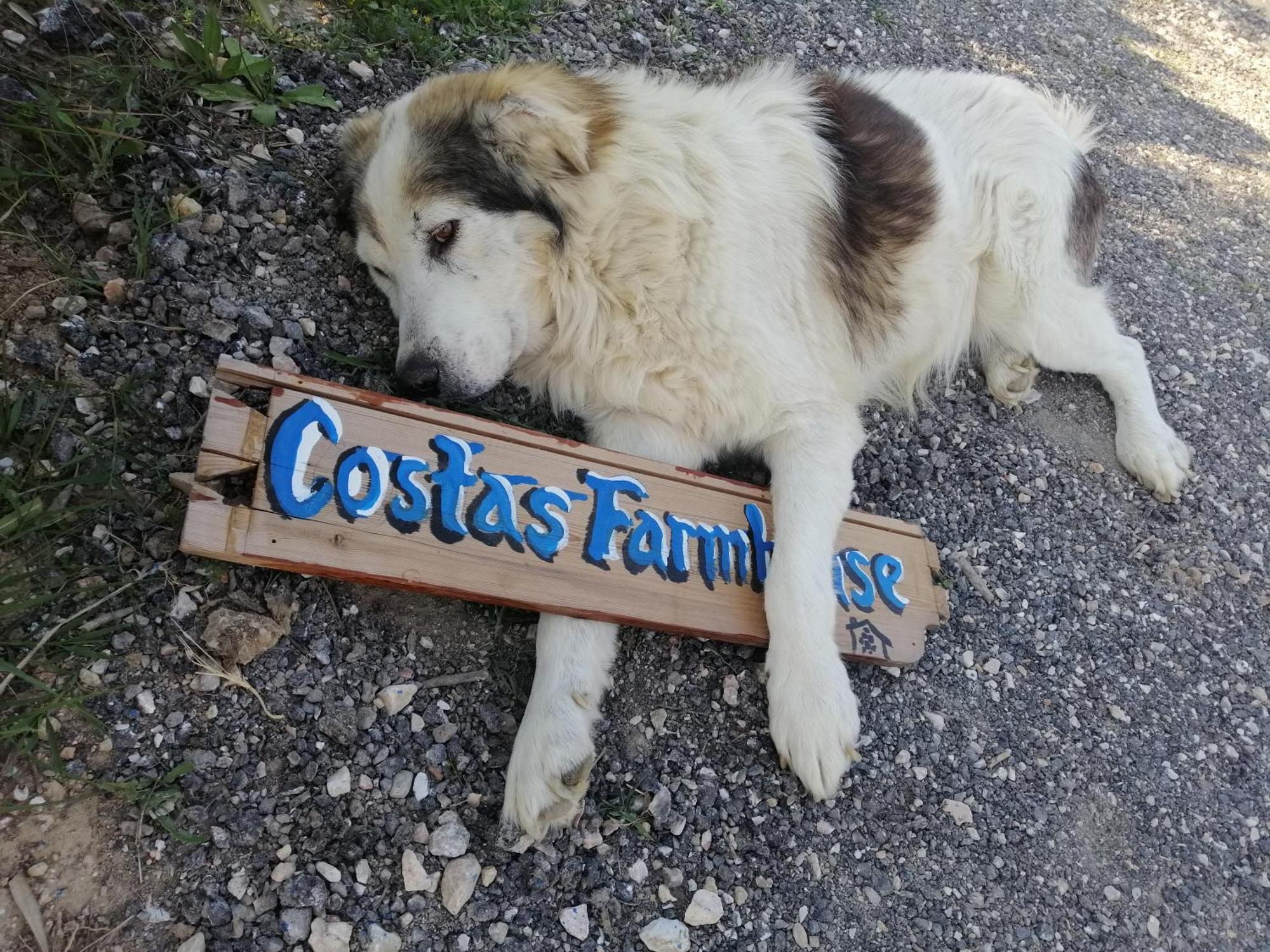 Costasfarmhouse, Pallini, Near Athens Airport Διαμέρισμα Εξωτερικό φωτογραφία